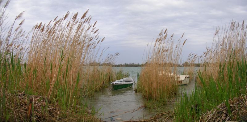 Le Rh&ocirc;ne entre roseaux &agrave; port saint Louis
