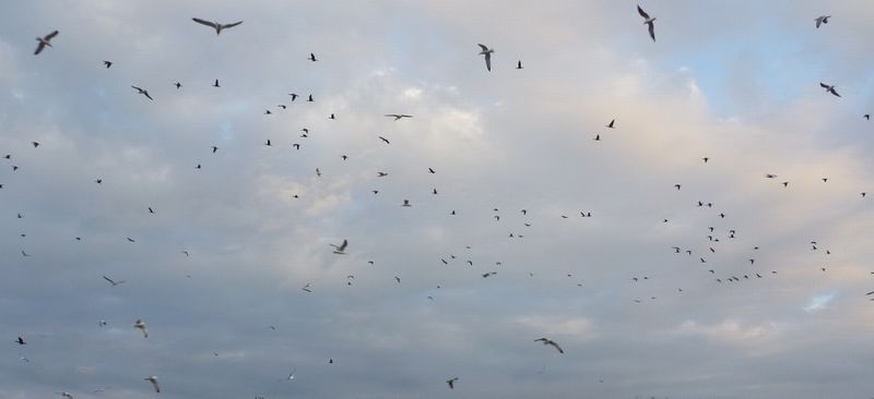 les oiseaux de la digue &agrave; la mer