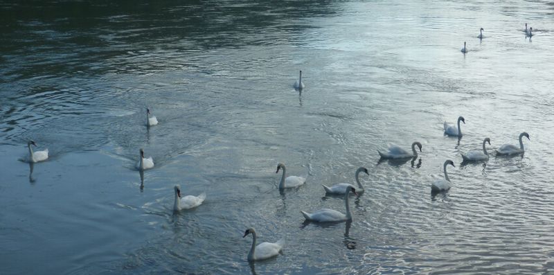 La danse des cygnes sur le Rh&ocirc;ne un soir de juillet 2010 on the via Rh&ocirc;na