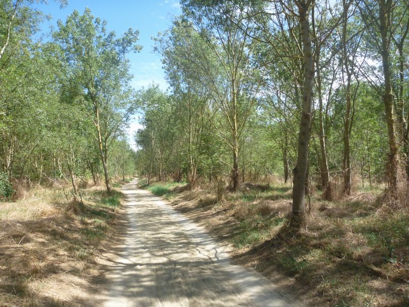 On retrouve vite faite la piste en sables dans la f&ocirc;ret en guise de voie verte..