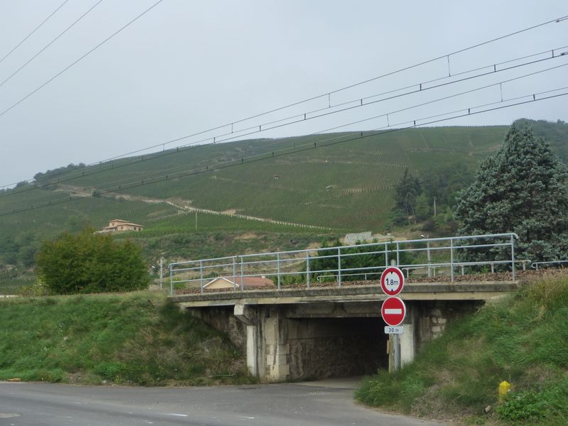 Route &agrave; pente de 25 pour cent dans le vignoble du c&ocirc;te * &agrave; Ampuis