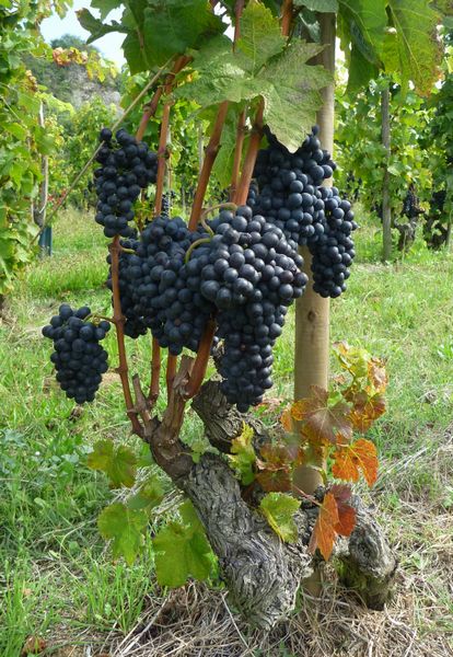 P&eacute;riode de vendanges en cet octobre 2010, sur la Via-Rh&ocirc;na