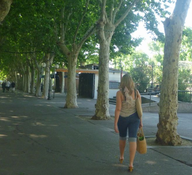 Admirez cette belle rang&eacute;e de platanes de Narbone en Narbonaise , mai 2011