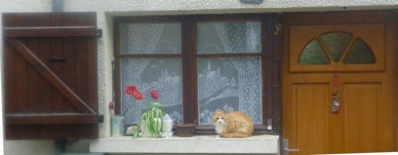 Chat du matin &agrave; chamoux sur gelon