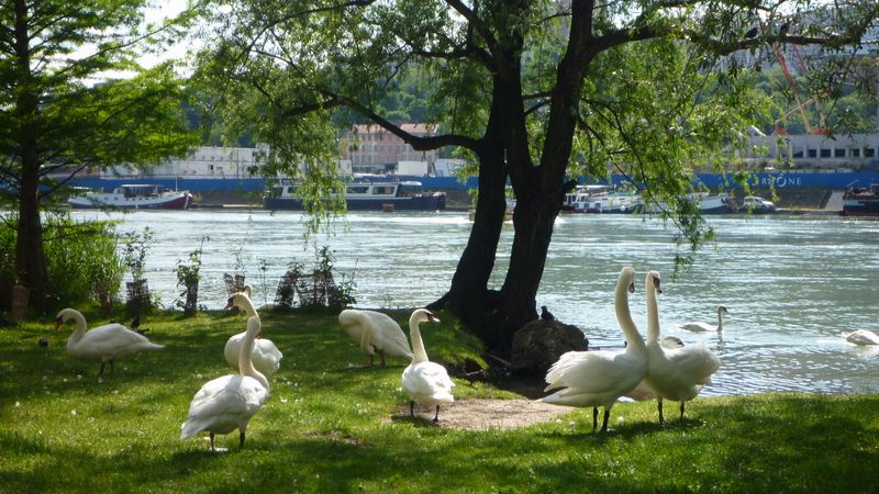 Cygnes du bord du rhône à Lyon Gerland