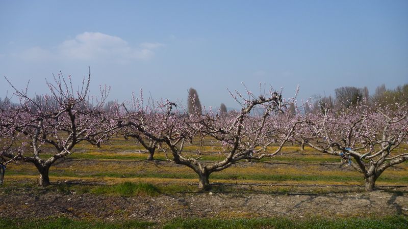 Péchers en fleurs en mars 2014 en drôme