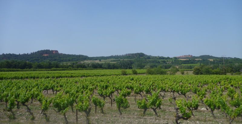vignes du Lub&eacute;ron en 2014