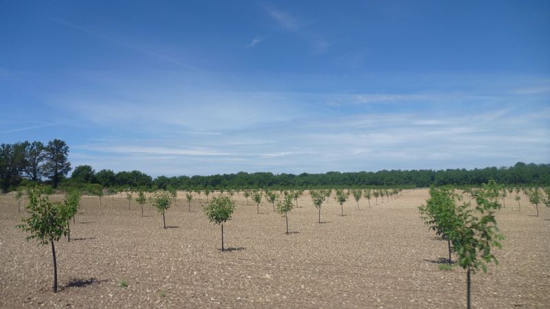 Noyers du Nord Isère