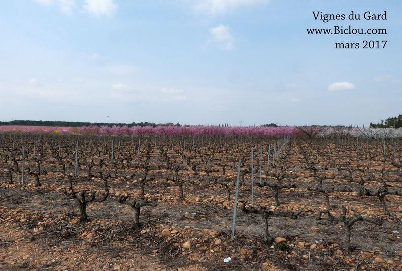 Vignes du Gard en mars 2017 ..