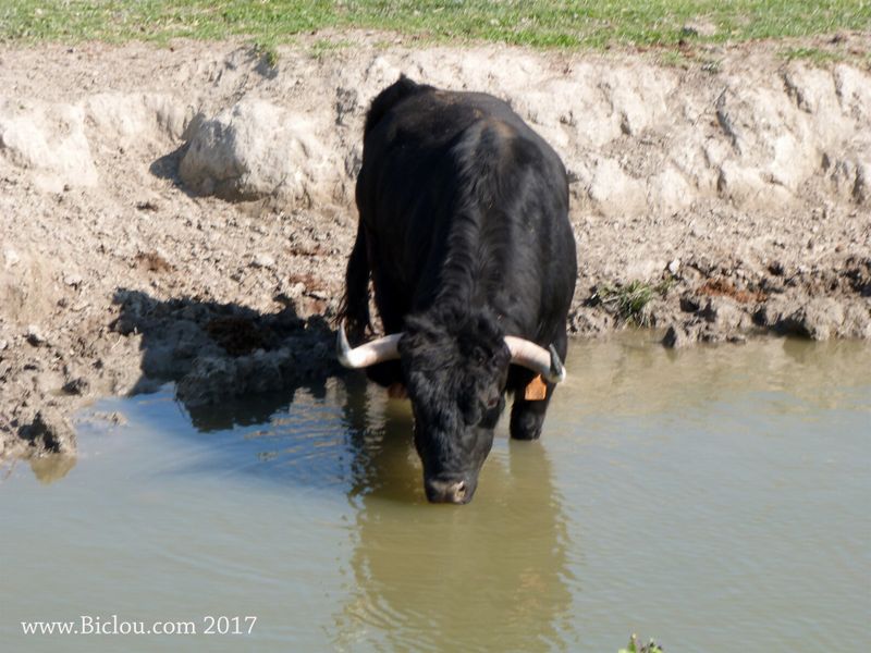 Taureau &agrave; l'abreuvoir en camargue gardoise 2017