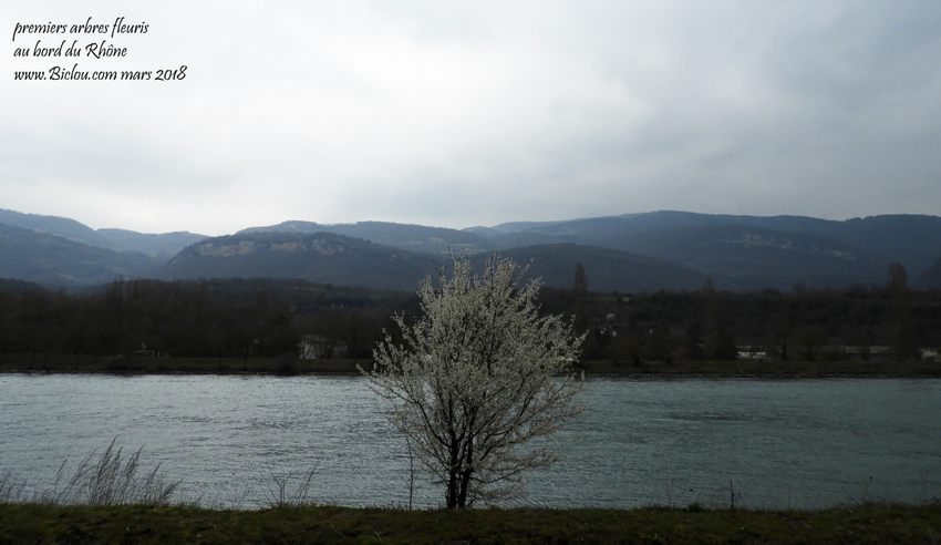 1er arbre en fleur au bord du Rhône