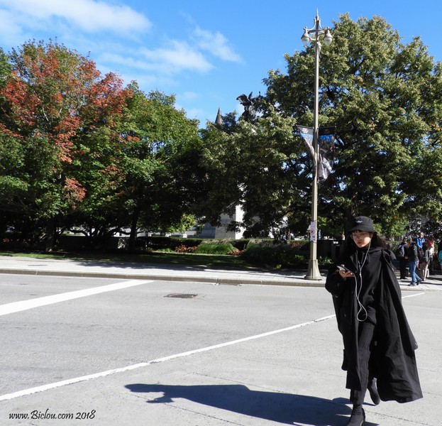 Zorro suit l'étoile du Berger
