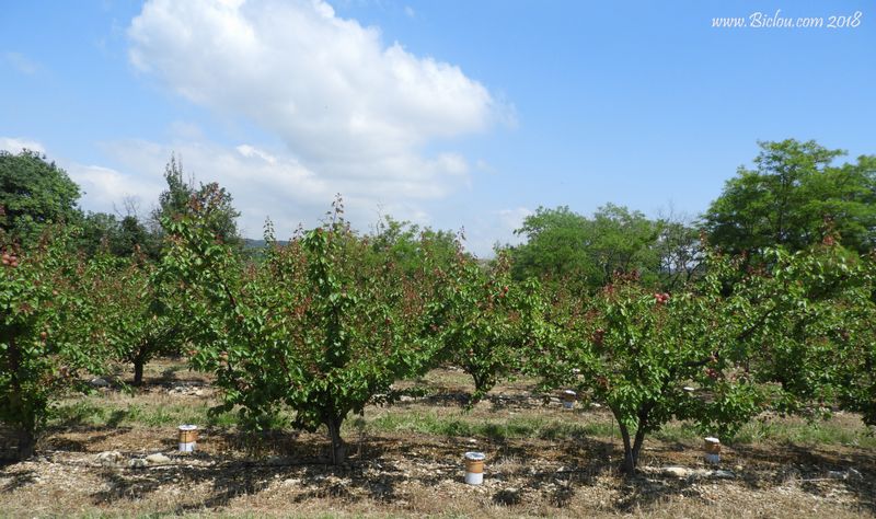 Cerisiers roses et pommiers blancs