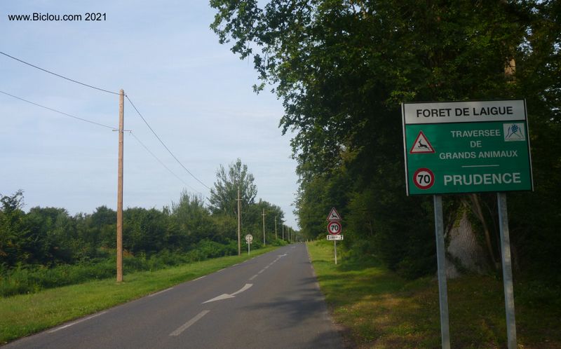 For&ecirc;t de Laigue : attenation aux grands animaux &agrave; quatre pattes et aussi ceux &agrave; trois pattes