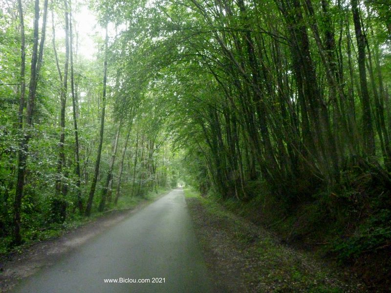 V&eacute;lo-route : Beau passage en for&ecirc;t