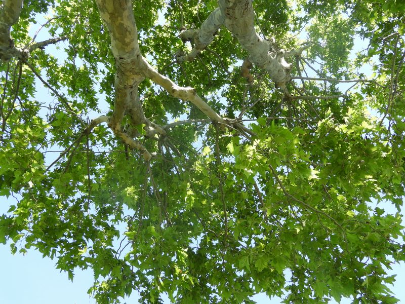Aupr&egrave;s de mon arbre, je vivais heureux ..
