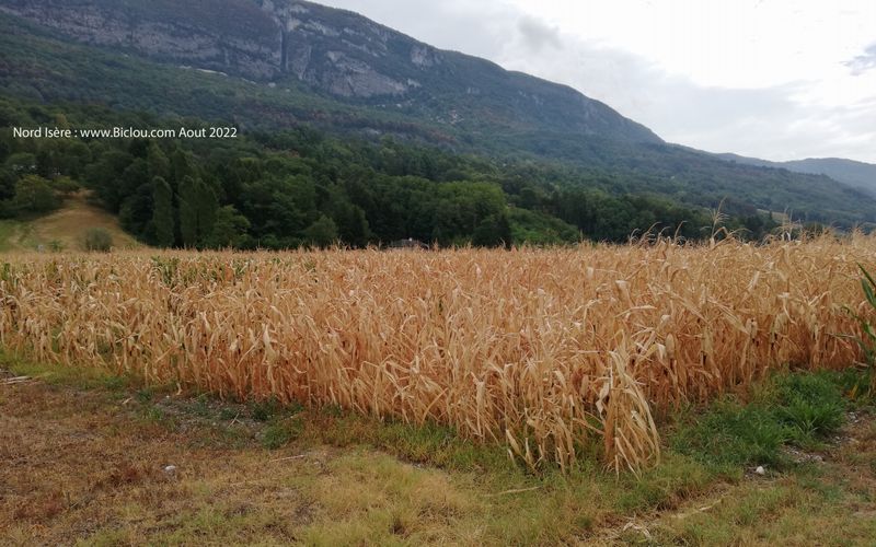 Le Gran' turco (Mais) (bl&eacute; d'inde) a soif au pied du Bugey en 2022