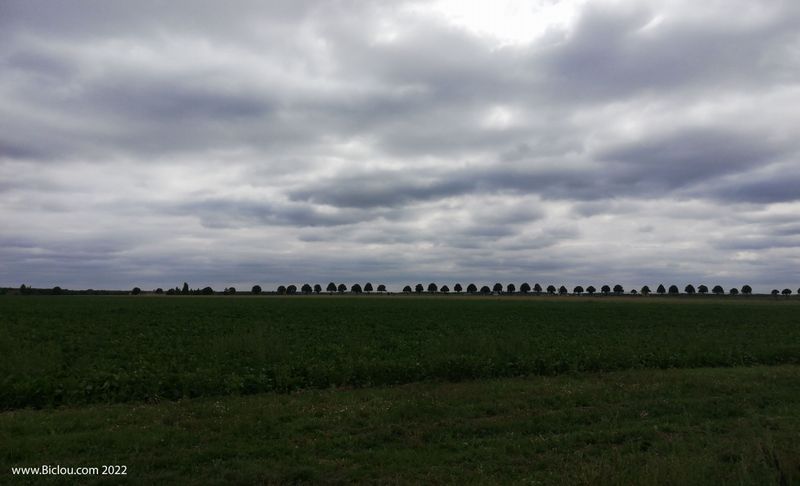 bel alignement d'arbres : Méridienne verte ?