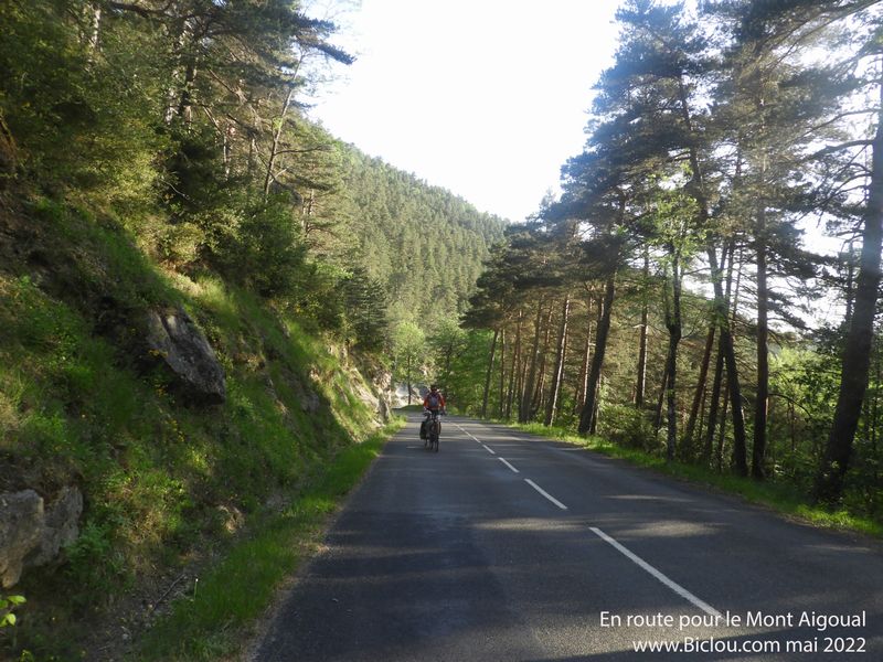 Mont&eacute;e en for&ecirc;t , &agrave; l'Aigoual