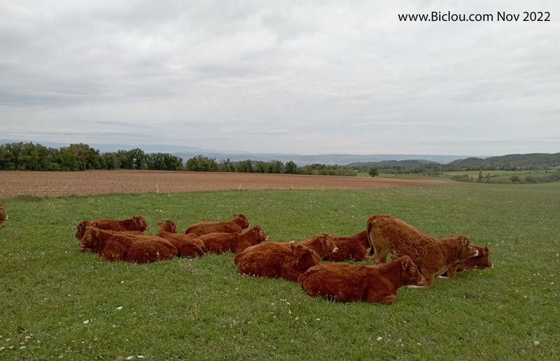 R&eacute;union bovine en Dr&ocirc;me