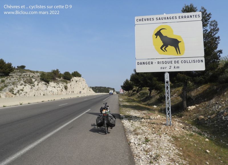 Ch&egrave;vres sauvages sur la D 9 