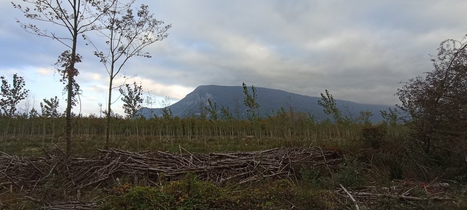 Dans la peupleraie de Chautagne en vue du Grand Colombier