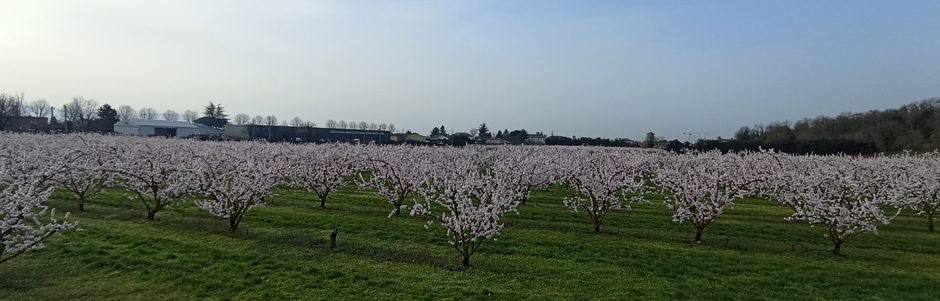 Les fruitiers en fleur en vallée du Rhône en mars 2026