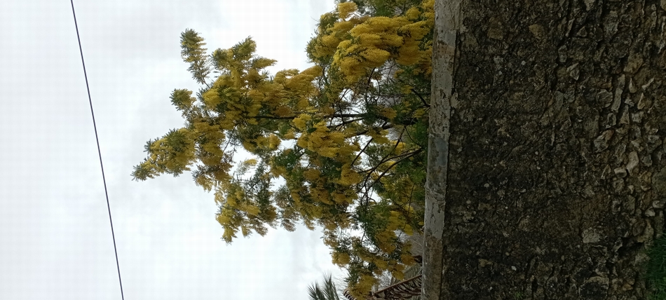Entrevu un premier Mimosa