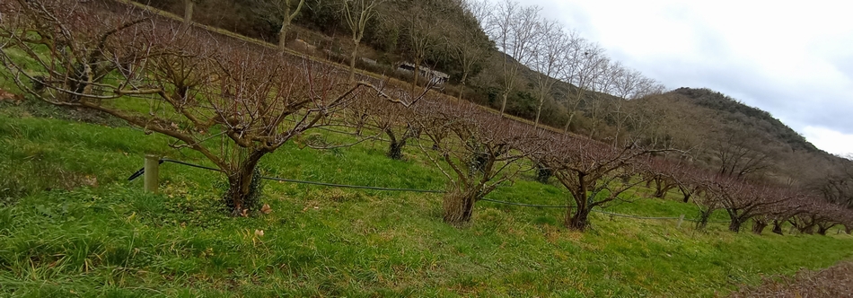 Les arbres au repos