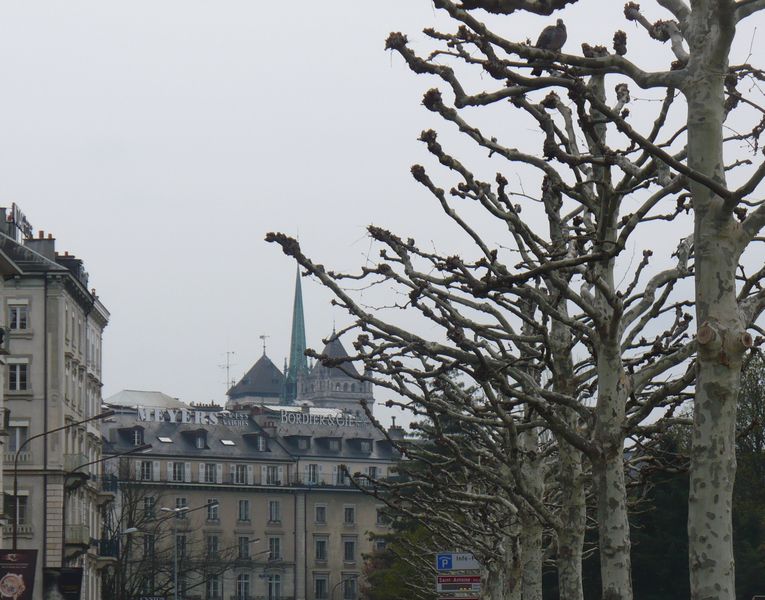 La cath&eacute;drale de gen&egrave;ve vue des branches