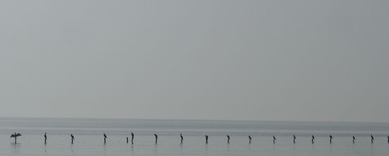 volatiles futiles sur le l&eacute;man