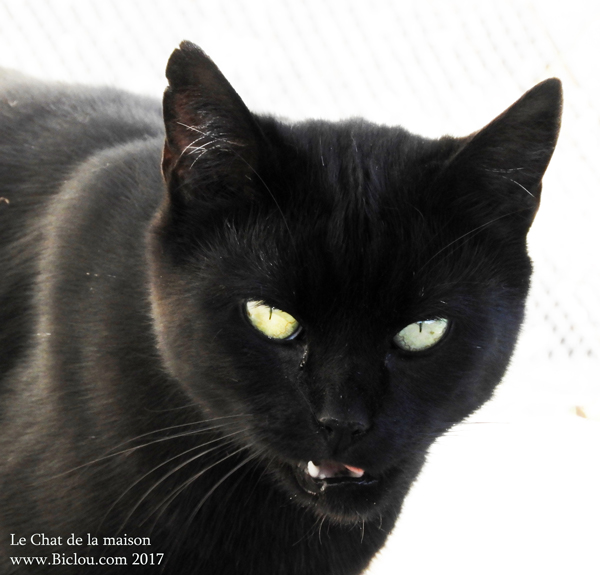 le-chat-du-glaude