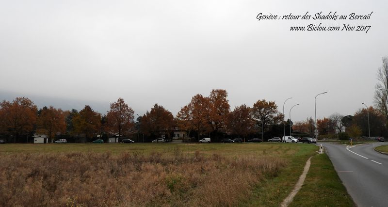 Geneve-pendulage-journaliers-des-shadokstitle=Geneve-pendulage-journaliers-des-shadoks