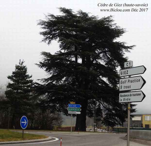 cedre-de-giez-2017