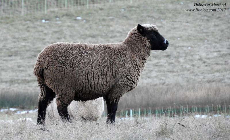mouton-thones-et-Marthod