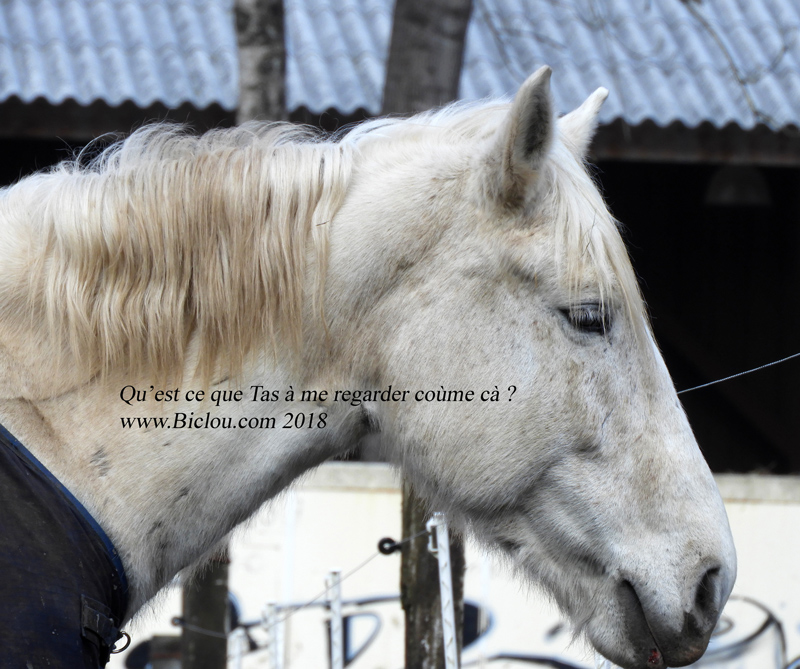 cheval-uginois-sournois-2018