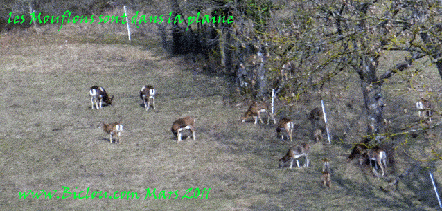 Mouflons