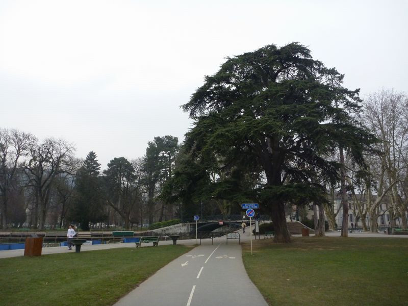 Le beau c�dre du pont des Amours � Annecy : vu de la pelouse du p�quier en 2010